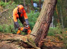 Best Hazardous Tree Removal  in Bass Lake, IN