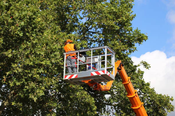 How Our Tree Care Process Works  in  Bass Lake, IN