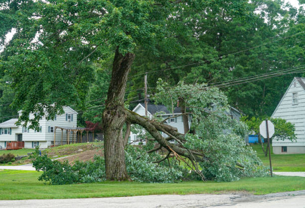 Reliable Bass Lake, IN Tree Services Solutions