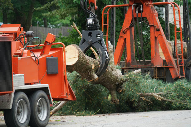How Our Tree Care Process Works  in  Bass Lake, IN