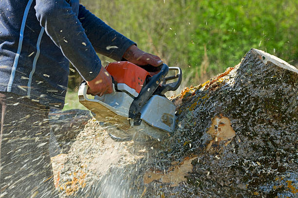 Best Lawn Irrigation Installation and Maintenance  in Bass Lake, IN